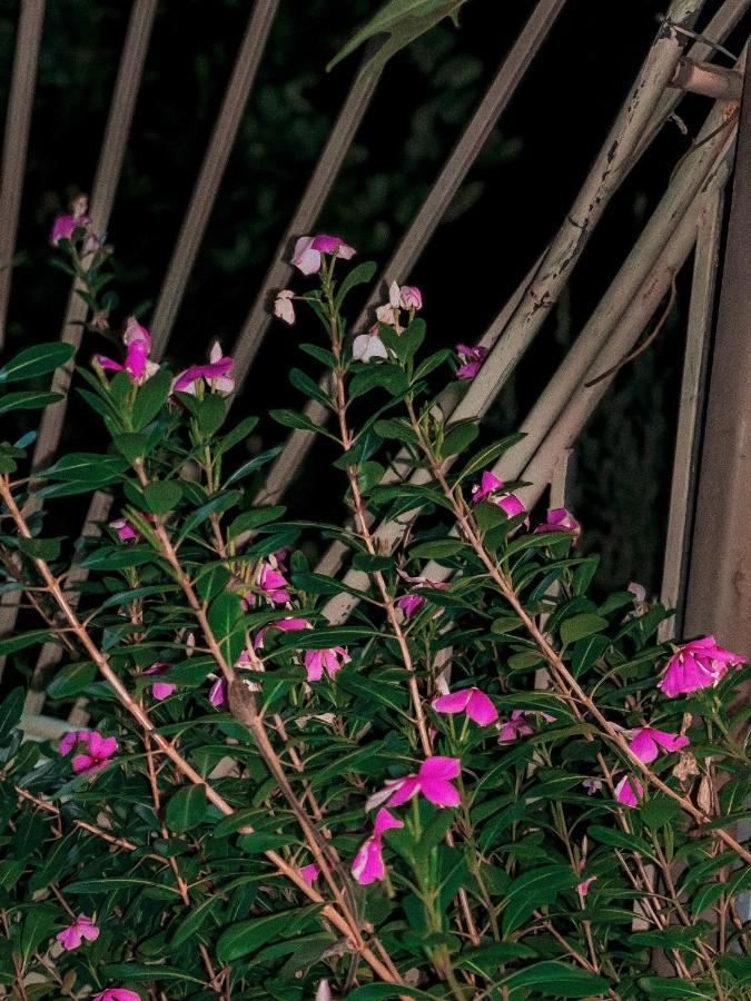 Tam Coc Sunrise Homestay ニンビン エクステリア 写真